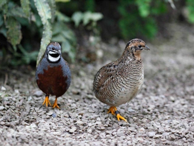 Couple de Cailles peintes de Chine Dans de la serre à papillons du Naturospace de Honfleur - Calvados - France