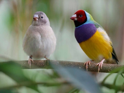 Diamant Gould adulte et juvenile au Naturospace