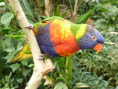 oiseau-loriquet-de-swainson-zoo-honfleur