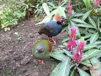 rouloul-oiseau-naturospace-zoo-honfleur