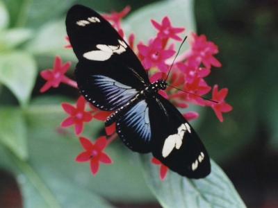 heliconius-doris-guyane-grand