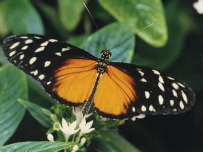 heliconius-hecale-costa-rica