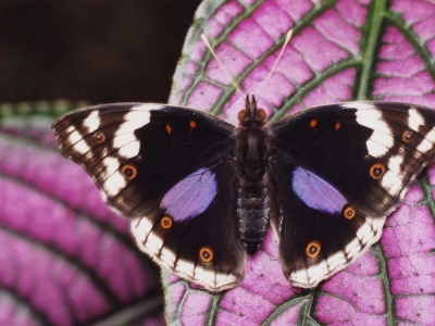 junonia-oenome-kenya