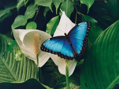 morpho-pelleides-costa-rica