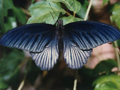 papilio-memnon-male-philippines.jpg