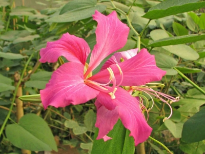 legu-bauhinia-arbre-a-orchidees-chine-naturospace-2011