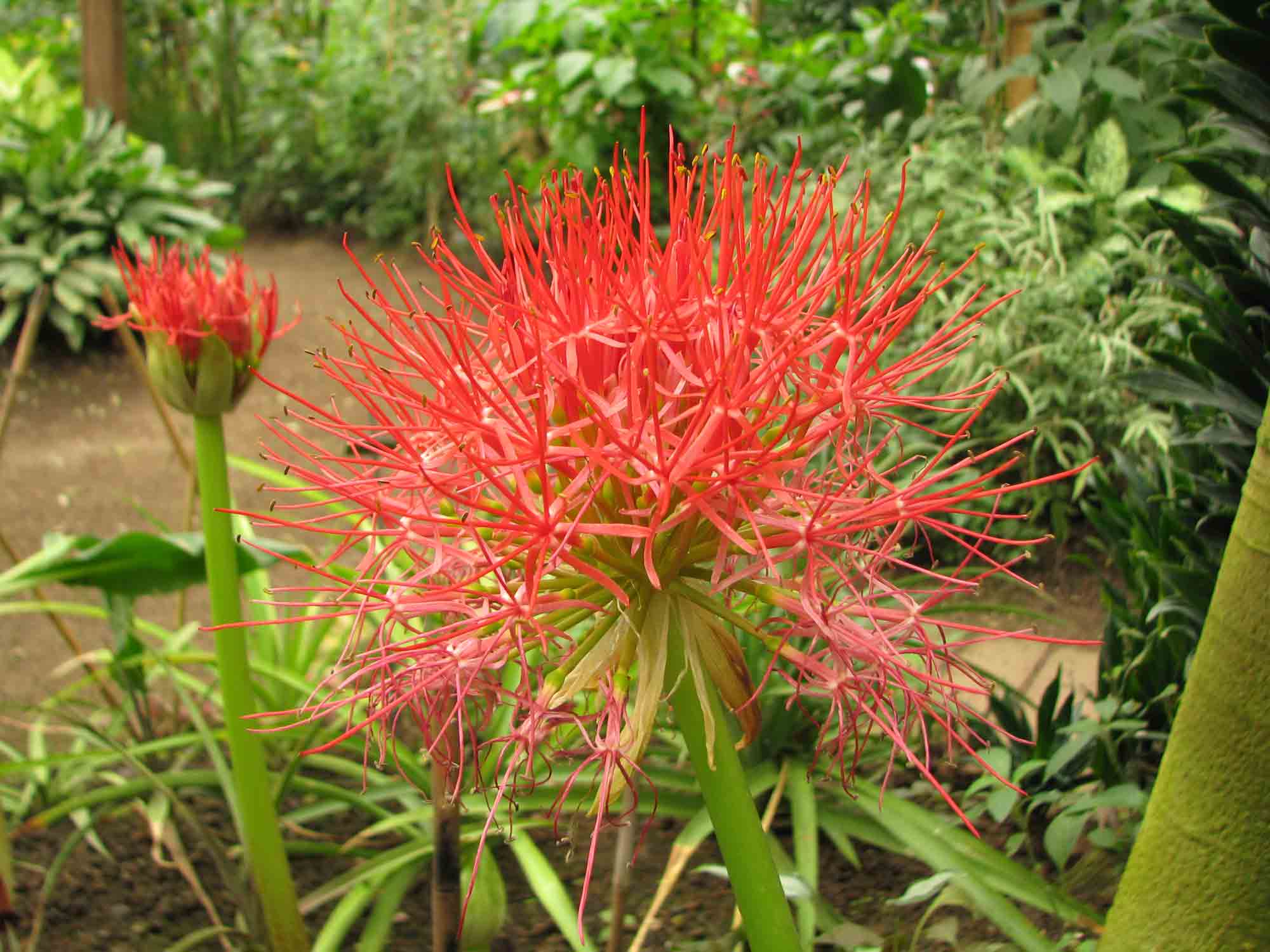 Plantes et fleurs tropicales | Parc Naturospace Normandie