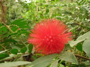 calliandra haematocephala-(pompon-de-marin)--naturospace-honfleur