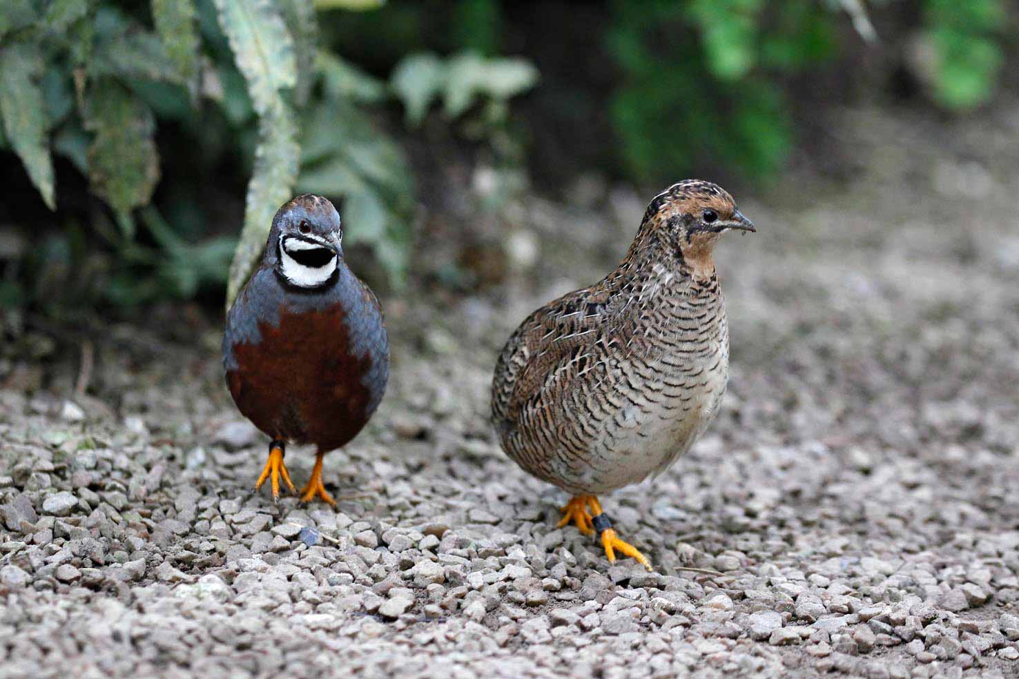 couple-cailles-de-chine-naturospace-honfmeur