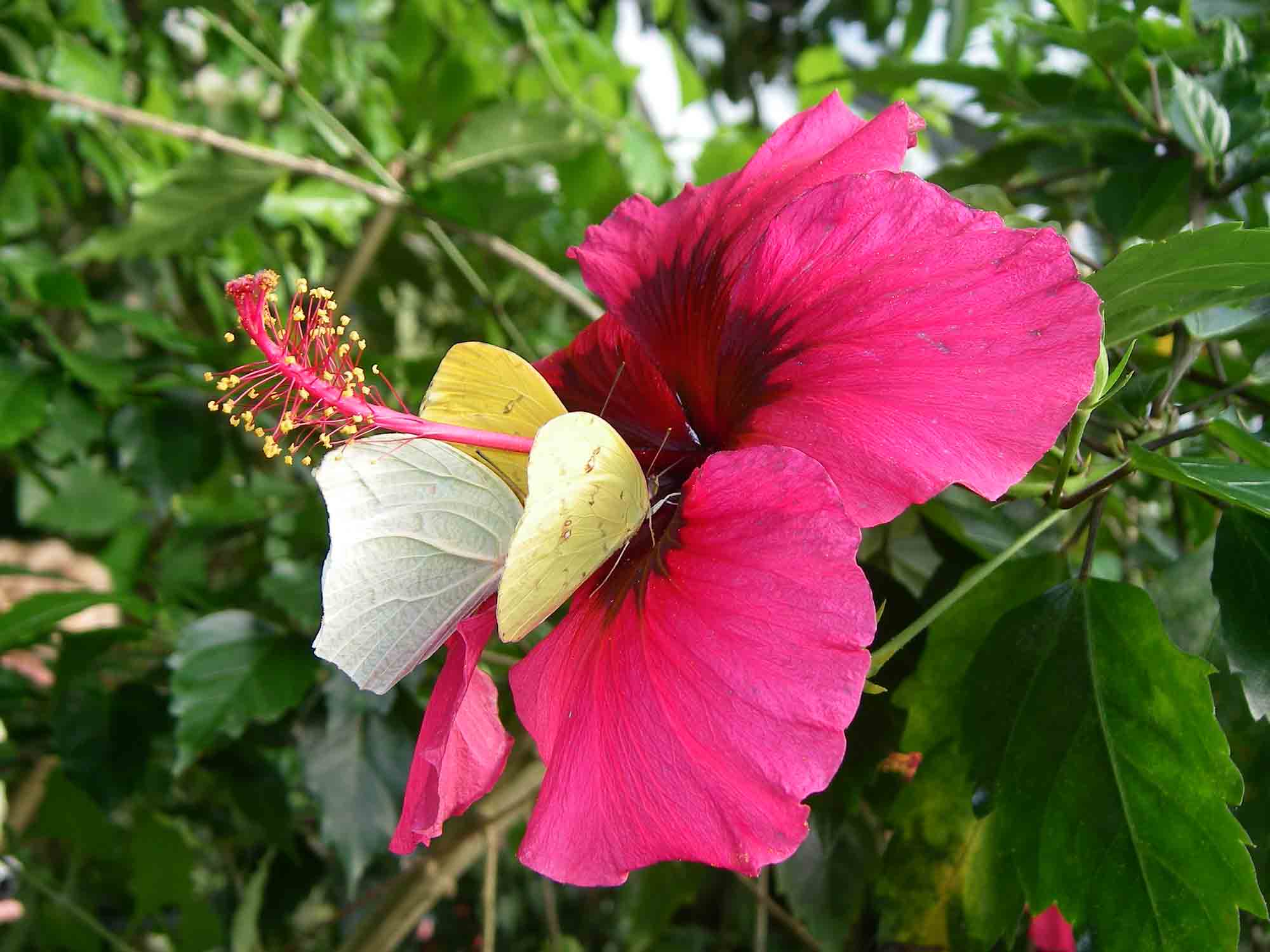 fleur-et-papillon-pieridees-sur-hibiscus-honfleur-naturospace