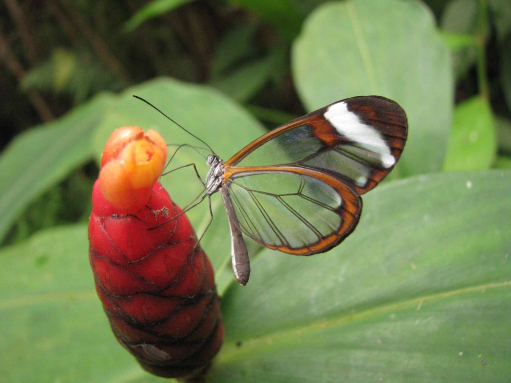 papillon Greta Oto (Costa Rica)