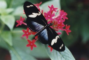 heliconius doris guyane grand