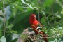 New birds Lorikeets