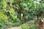 Exotic plants from the French National Museum of Natural History