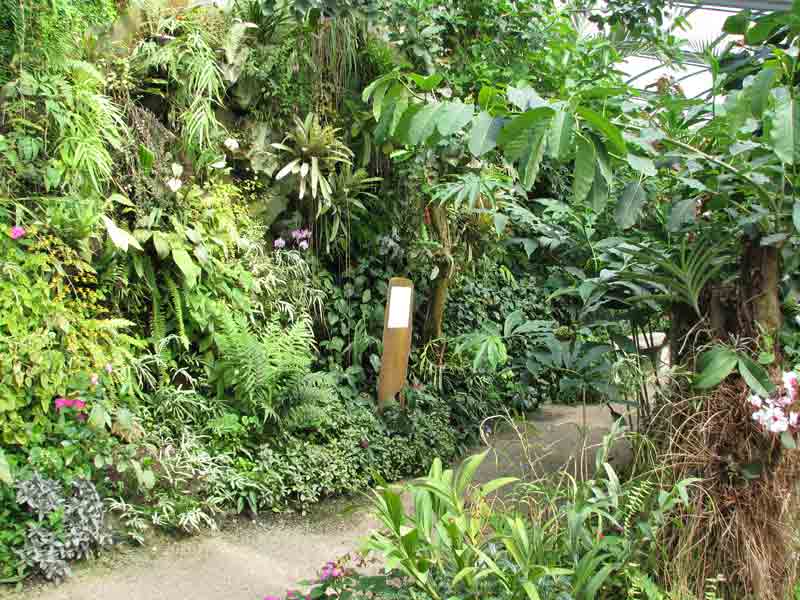 mur-vegetal-tropical