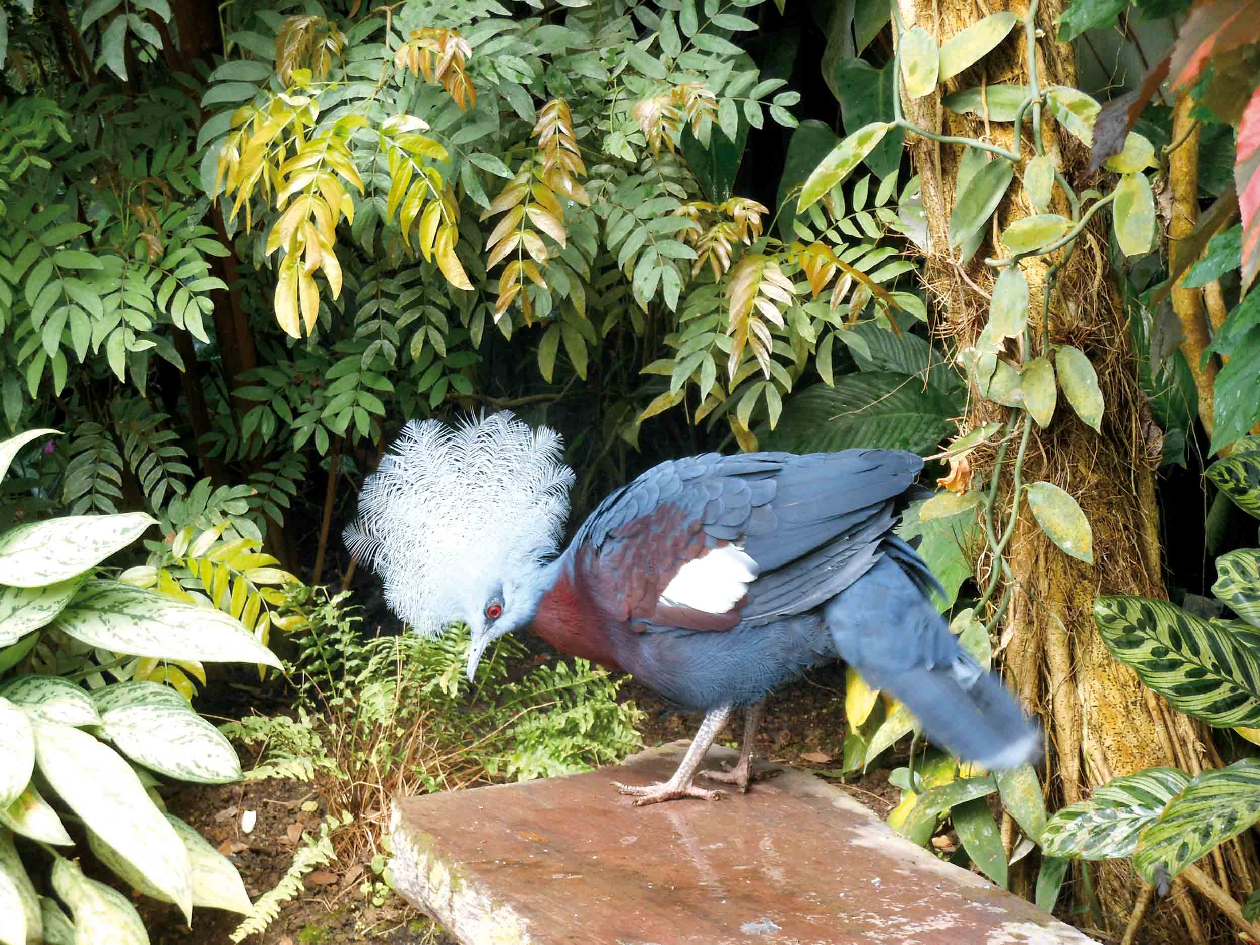 oiseau-goura-de-sheepmaker-naturospace