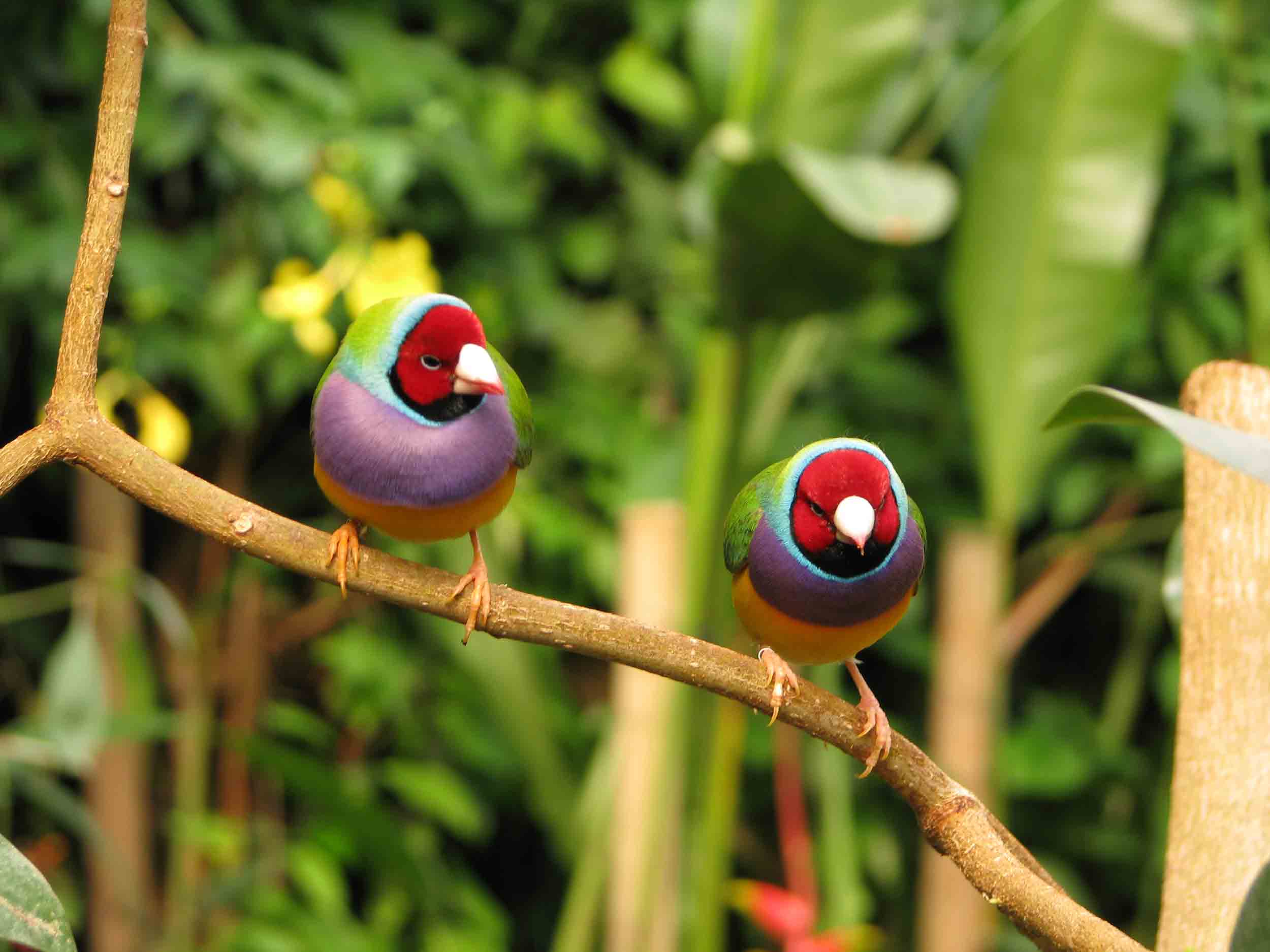 oiseaux-diamand-de-gould-naturospace