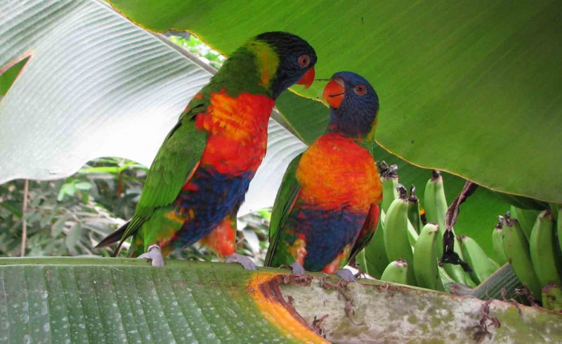 oiseaux loriquets Naturospace