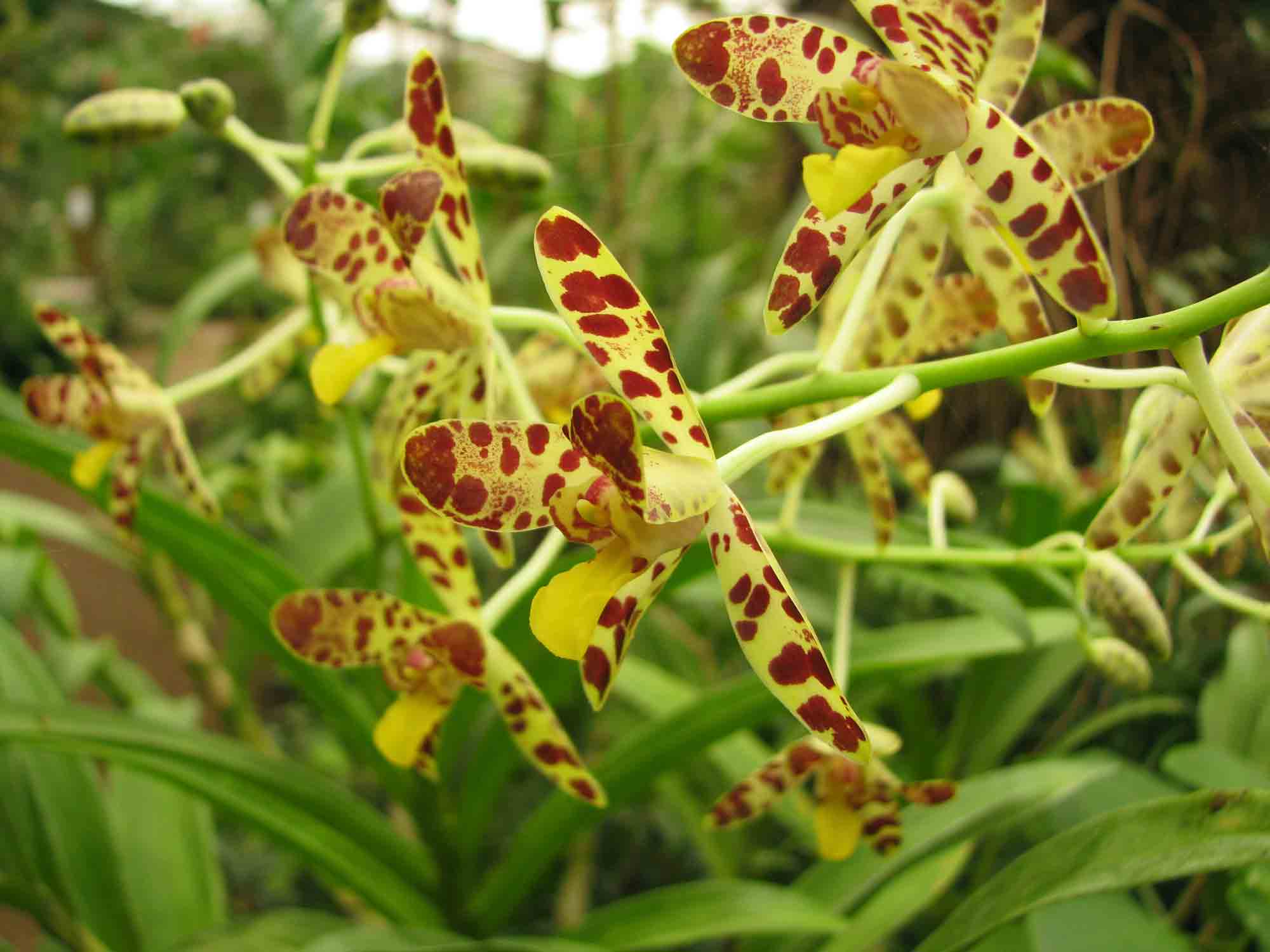 orchidee-ansellia-africana-naturospace-2011