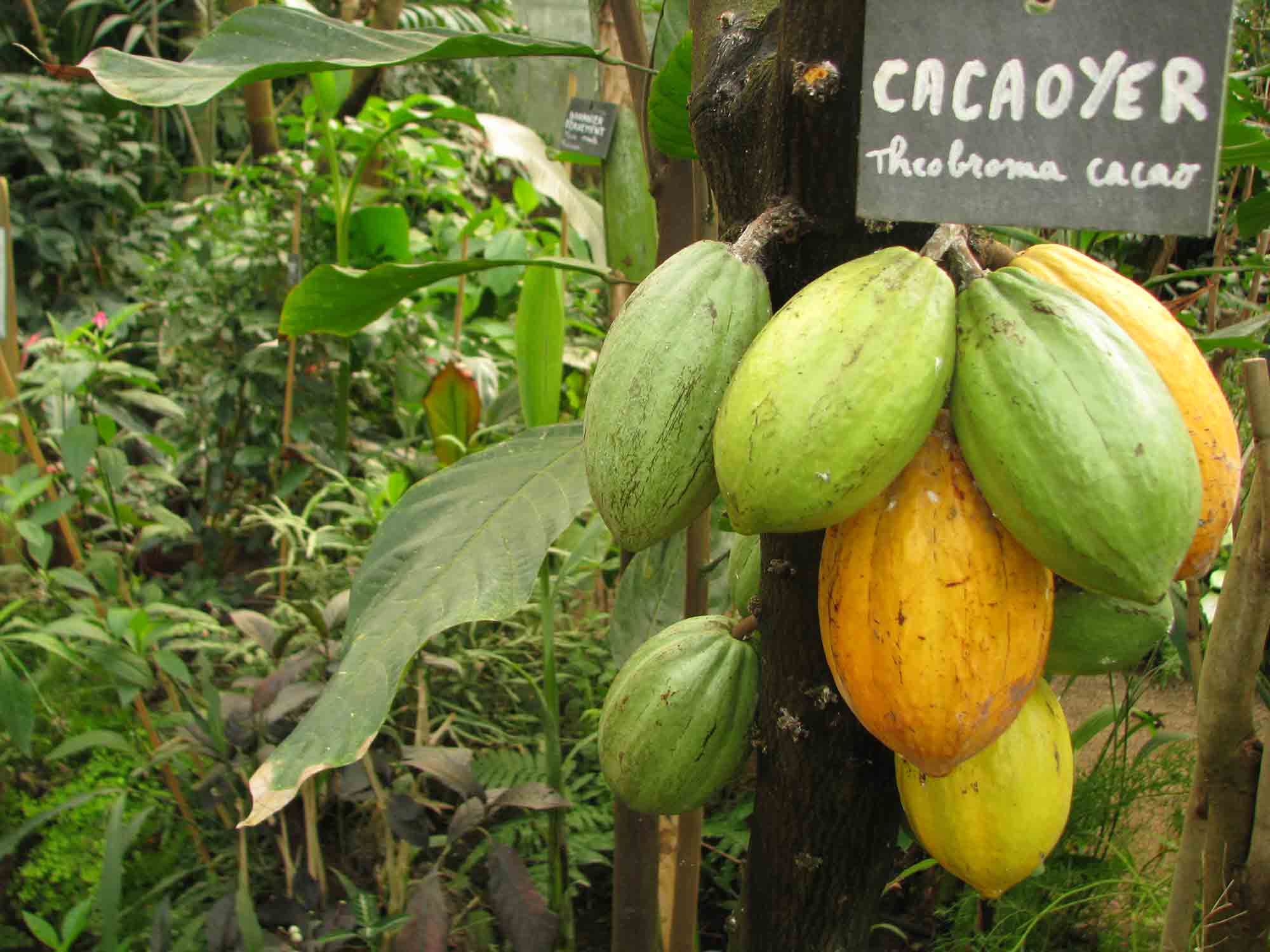 theobroma-cacao-cacaoyer-naturospace-honfleur