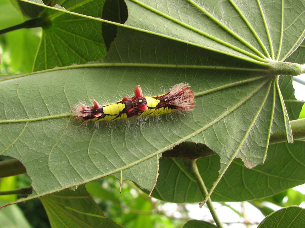 FWP-Morpho-peleides-chenille-au-3ème-stade-25mm-sur-Bauhinia