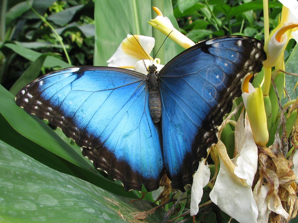 FWP-Morpho-peleides-femelle-001