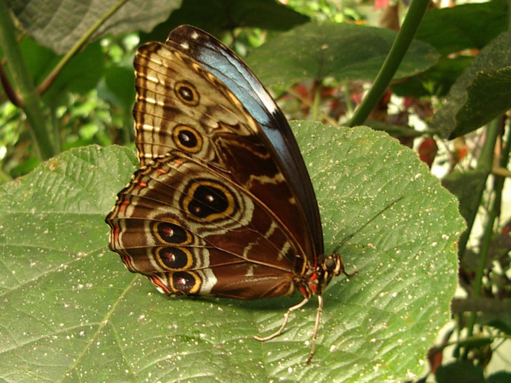 FWP-Morpho-peleides-femelle-003