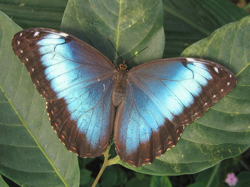 FWP-Morpho-peleides-femelle-004