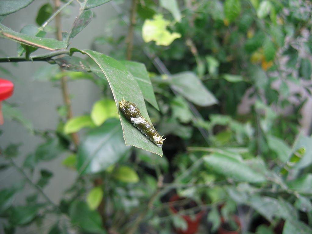 FWP-Papilio-rumanzovia-chenille-au-3ème-stade-25mm