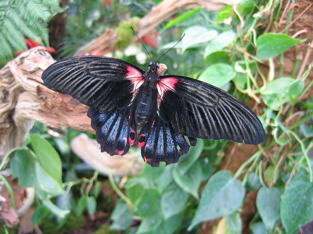 FWP-Papilio-rumanzovia-femelle-001