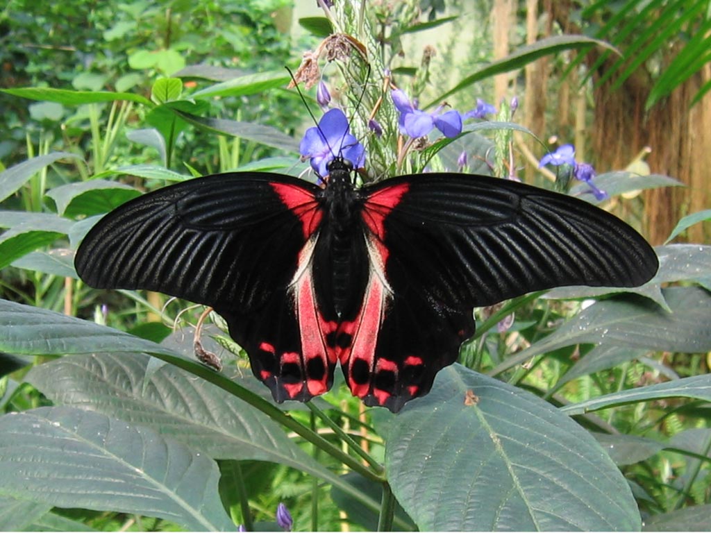 FWP-Papilio-rumanzovia-femelle-002