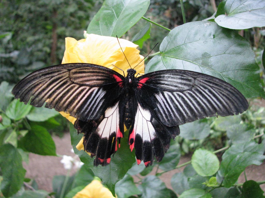 FWP-Papilio-rumanzovia-femelle-003