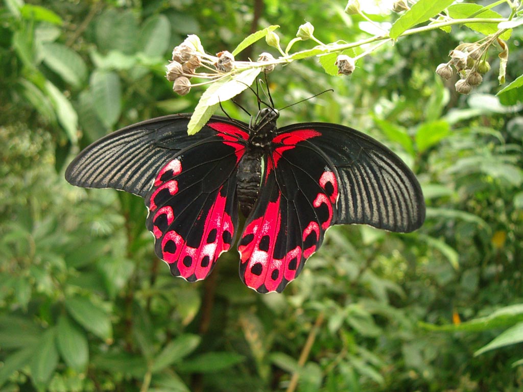 FWP-Papilio-rumanzovia-mâle-002