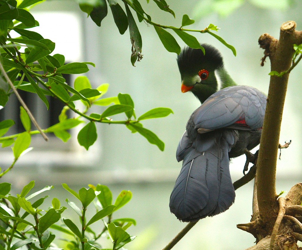 Springs births at the Naturospace Butterfly House in Honfleur