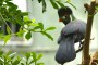 White-cheeked turaco