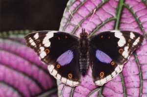 papillon-tropical