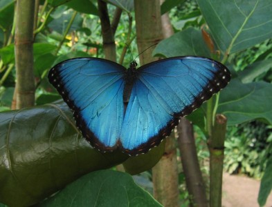 Morpho bleu