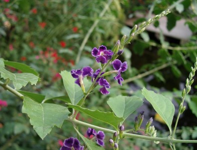 Vanillié de cayenne