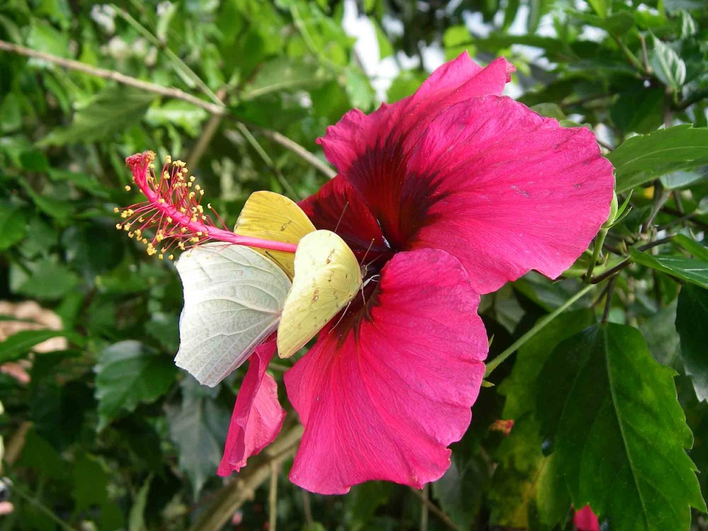 Des fleurs d'ibiscus colorent la serre à papillons.