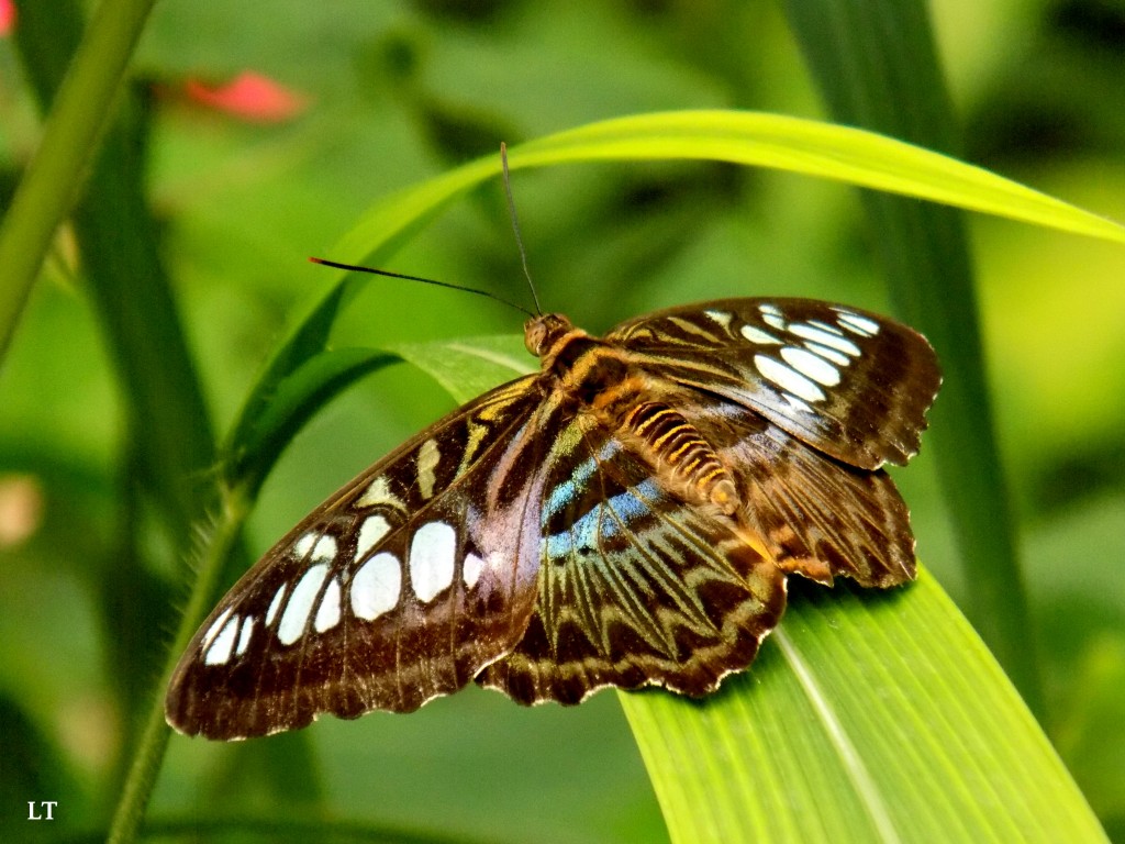 concours photo dessine un papillon