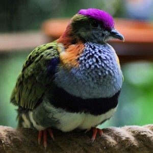 oiseau exotique en normandie à Honfleur