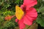 Spring births at the Naturospace Butterfly House in Honfleur