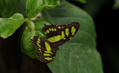 Siproeta steneles (Costa Rica)2