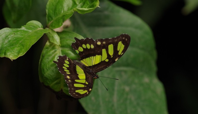 Siproeta steneles (Costa Rica)2