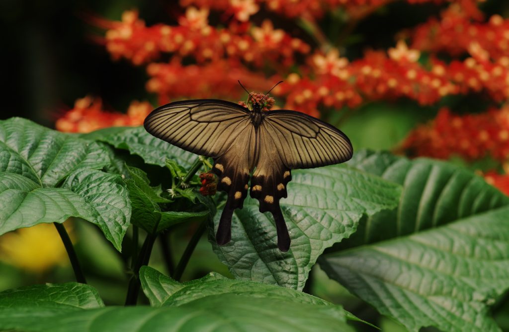 Papilio lowi, papillons tropicaux Honfleur