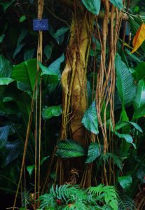 Ficus laurifolia au Naturospace, idée week-end de tourisme à Honfleur en Normandie