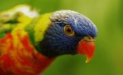 tourisme février à Honfleur zoo Normandie