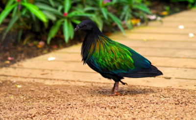 pigeon de nicobar à Honfleur