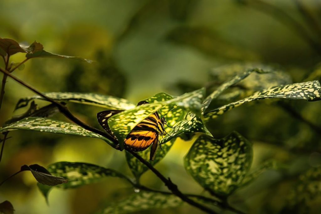 papillon tropical à Honfleur