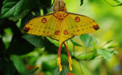 papillon exotique Argema